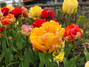 flowers