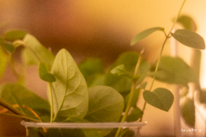 leaves
